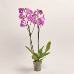 Зображення товару Фаленопсис 2ст. Мімесіс мікс, артикул: 33021