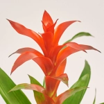 Зображення товару Гузманія Каліпсо, артикул: 56043