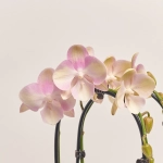 Зображення товару Фаленопсис каскад 2ст. мікс, артикул: 18513