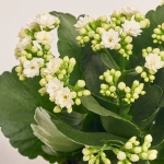 Зображення товару Каланхоє Роял мікс, артикул: 54597