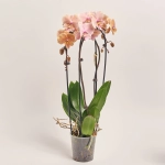 Зображення товару Фаленопсис каскад 2ст. мікс, артикул: 18513