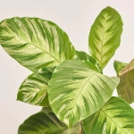 Зображення товару Калатея мікс, артикул: 56848