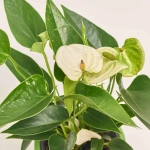 Зображення товару Антуріум мікс в кер., артикул: 51600