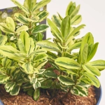 Зображення товару Хебе мікс, артикул: 56991