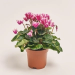 Зображення товару Цикламен Супер Фуджі, артикул: 45670