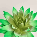 Зображення товару Ехеверія Міранда фарб. мікс, артикул: 11497