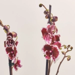 Зображення товару Фаленопсис 2ст. мікс, артикул: 18519