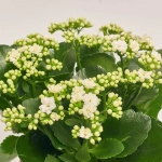 Зображення товару Каланхоє мікс, артикул: 26106