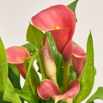 Зображення товару Зантедескія Ред Алерт, артикул: 54865