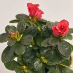 Зображення товару Азалія мікс в кер., артикул: 53419