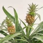 Зображення товару Ананас Аміго 2ст., артикул: 6526