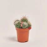 Зображення товару Кактус з квітами, артикул: 53320