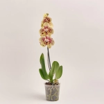 Зображення товару Фаленопсис 1ст. мікс, артикул: 21044