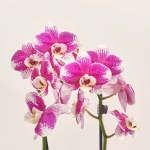 Зображення товару Фаленопсис 2ст. мікс, артикул: 19290