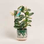 Зображення товару Стефанотіс та Кашпо Новорічне Сет 519, артикул: 54700