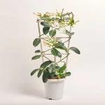 Зображення товару Стефанотіс 7-13, артикул: 36745