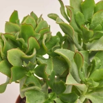 Зображення товару Сукулент мікс, артикул: 2084