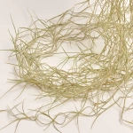 Зображення товару Тілландсія Усневидна, артикул: 55183