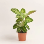 Зображення товару Калатея мікс, артикул: 56848