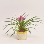 Зображення товару Тілландсія Жозе в кер., артикул: 54791