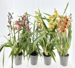 Зображення товару Цимбідіум мікс 3ст., артикул: 56283