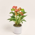 Зображення товару Антуріум Романтіко в кер., артикул: 51739