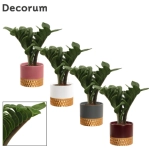 Зображення товару Заміокулькас Зензі "Фредерік" в кер., артикул: 53079