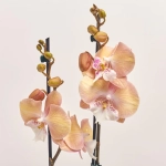 Зображення товару Фаленопсис Єдиноріг та Кашпо Сет 535, артикул: 56113