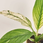 Зображення товару Спатифіллум Сенсація Варієгатний, артикул: 52080