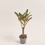 Зображення товару Кодіум Мікс, артикул: 52078