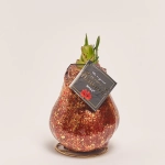 Зображення товару Амариліс "Галаксі Поларіс" у воску, артикул: 53631