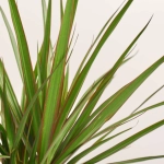 Зображення товару Драцена Маргіната 2ст., артикул: 54863