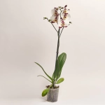 Зображення товару Фаленопсис 1ст. мікс, артикул: 18850