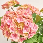 Зображення товару Гортензія рожево-зелена 8ст., артикул: 38143