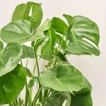 Зображення товару Монстера Деліціоза, артикул: 52595