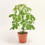 Зображення товару Шефлера Нора, артикул: 1307