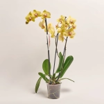 Зображення товару Фаленопсис 3ст. мікс, артикул: 23152