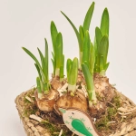 Зображення товару Композиція Нарцис у плет. горщику, артикул: 45996