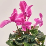 Зображення товару Цикламен XL мікс, артикул: 53327