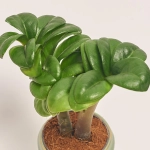 Зображення товару Заміокулькас Зензі "Евіта" в кер., артикул: 53077