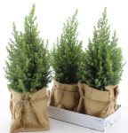 Зображення товару Ялина Магніфік у мішку, артикул: 53916