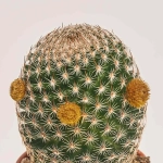 Зображення товару Кактус з квітами, артикул: 53320