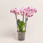 Зображення товару Фаленопсис Мф "Антверп" 2ст., артикул: 50758