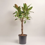 Зображення товару Фікус ел Мелані штамб., артикул: 33015
