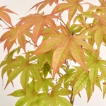 Зображення товару Бонсай в кер., артикул: 17924