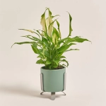 Зображення товару Спатифіллум Шопен в кер., артикул: 33153