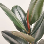 Зображення товару Фікус ел Абіджан 1ст., артикул: 53121