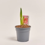 Зображення товару Амариліс мікс, артикул: 30930