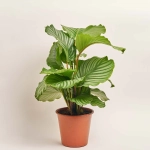 Зображення товару Калатея мікс, артикул: 51622