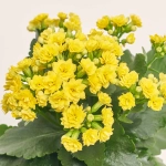 Зображення товару Каланхоє мікс, артикул: 18482